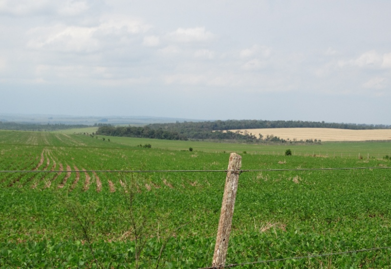 Figure 6. Plantation de soja à côté de la Terre autochtone d’Hypocras
